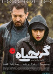 گربه سیاه گربه سیاه